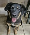 adoptable Dog in el centro, CA named Dandelion