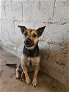 adoptable Dog in el centro, CA named Cersi