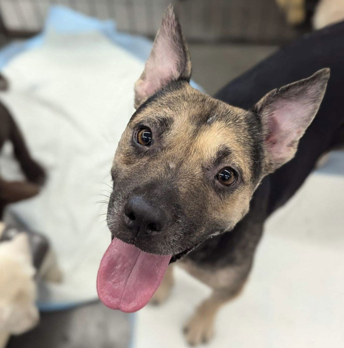 adoptable Dog in El Centro, CA named Cersi