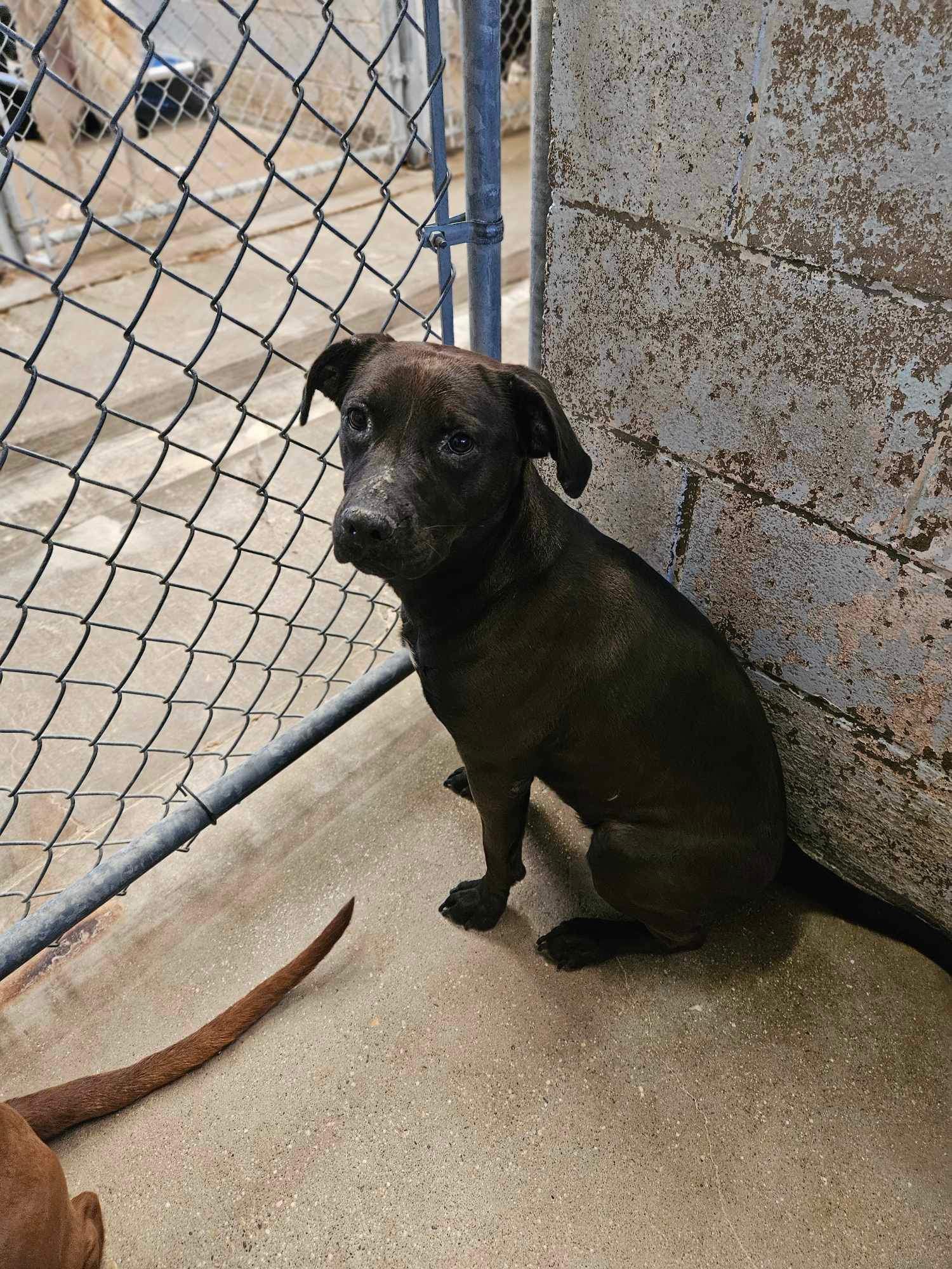 adoptable Dog in El Centro, CA named Lillith