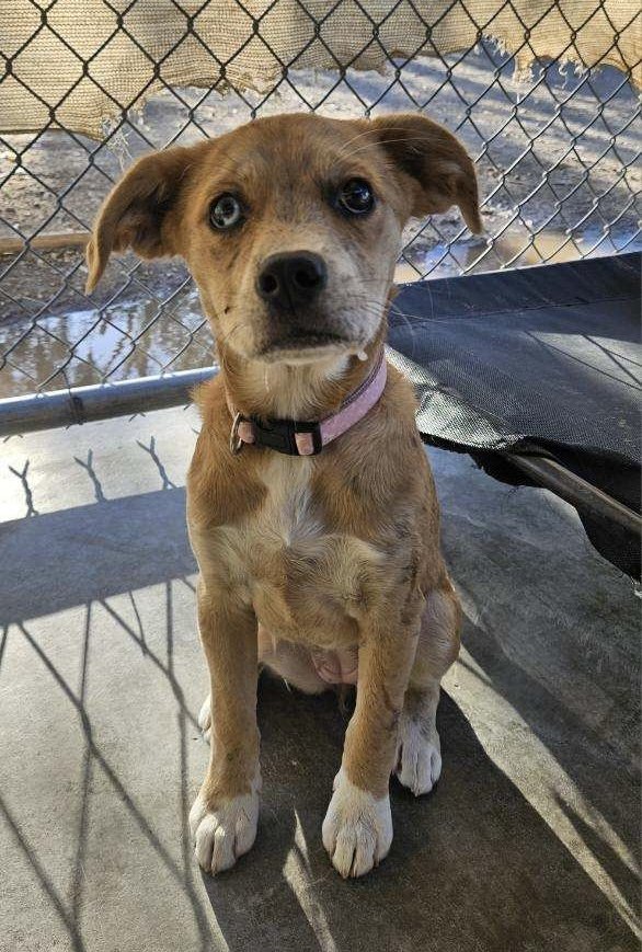 adoptable Dog in El Centro, CA named Kim