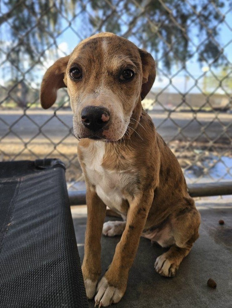 adoptable Dog in El Centro, CA named Kourtney