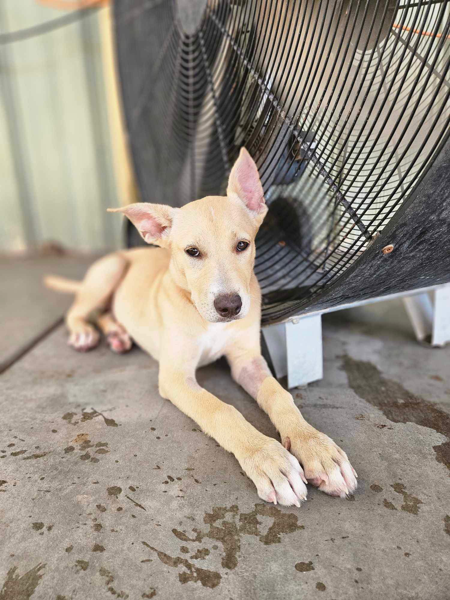 adoptable Dog in El Centro, CA named Lori