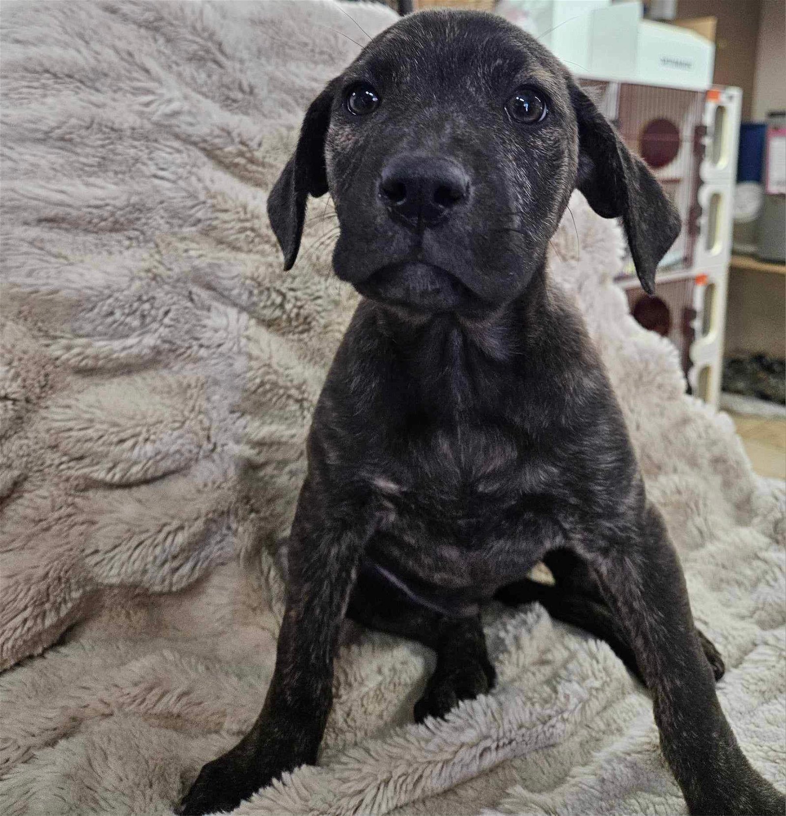 adoptable Dog in El Centro, CA named Pibble