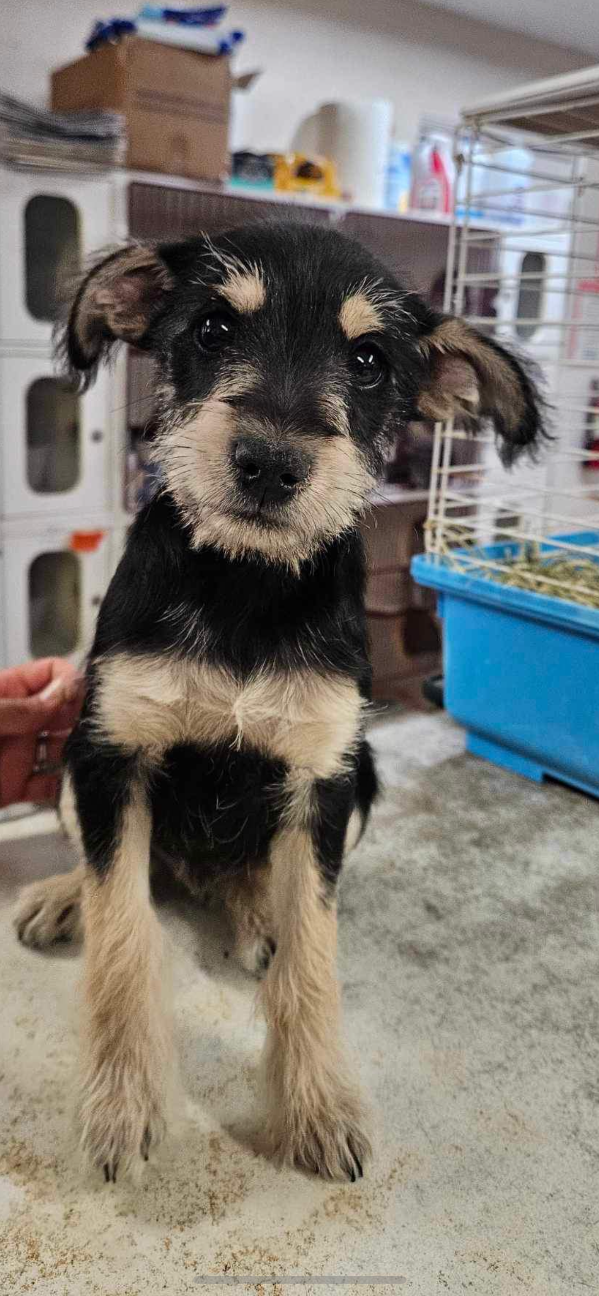 adoptable Dog in El Centro, CA named Noah