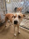 adoptable Dog in el centro, CA named crunch