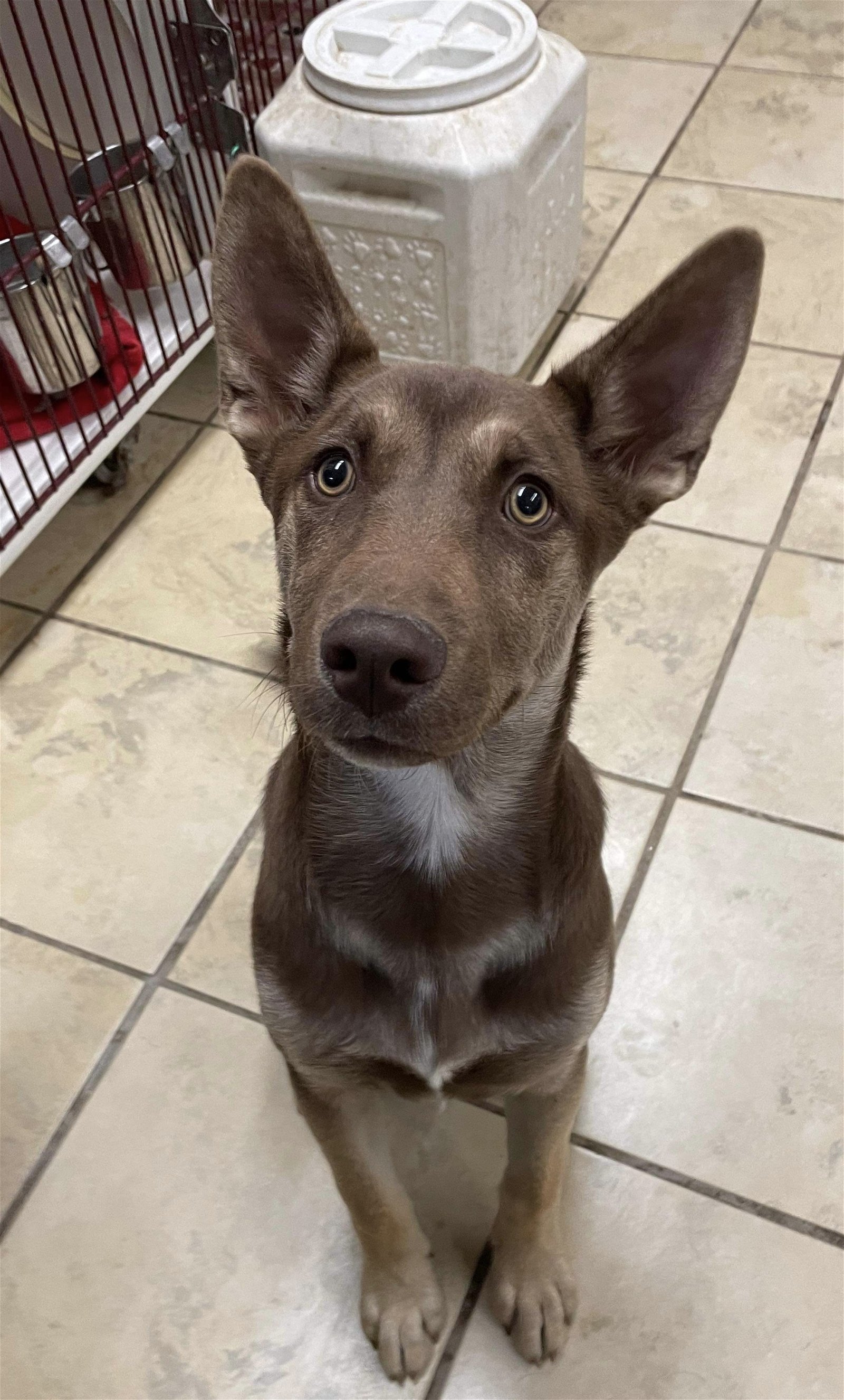 adoptable Dog in El Centro, CA named Flash