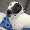 adoptable Dog in El Centro, CA named Patches