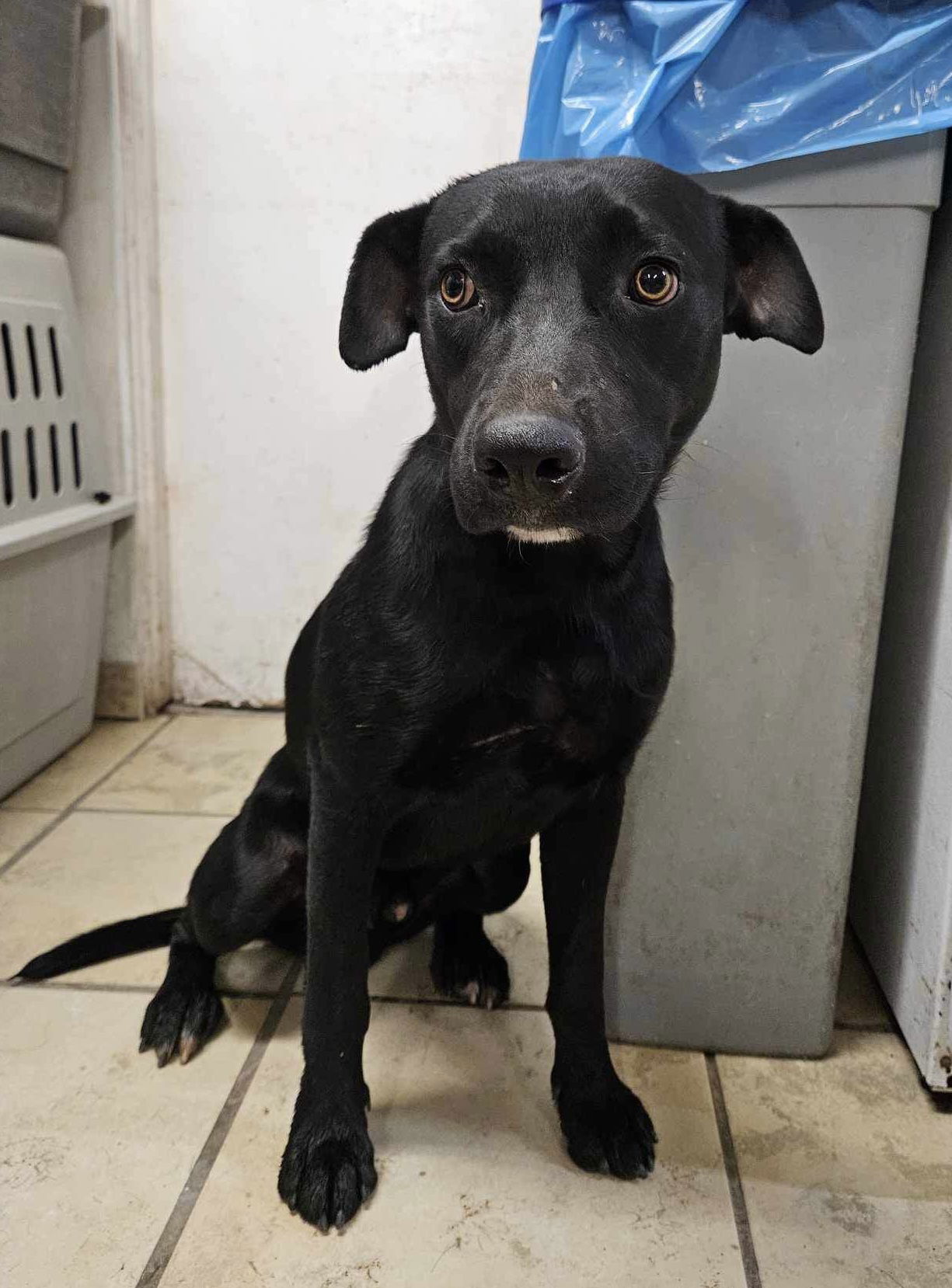 adoptable Dog in El Centro, CA named Queso