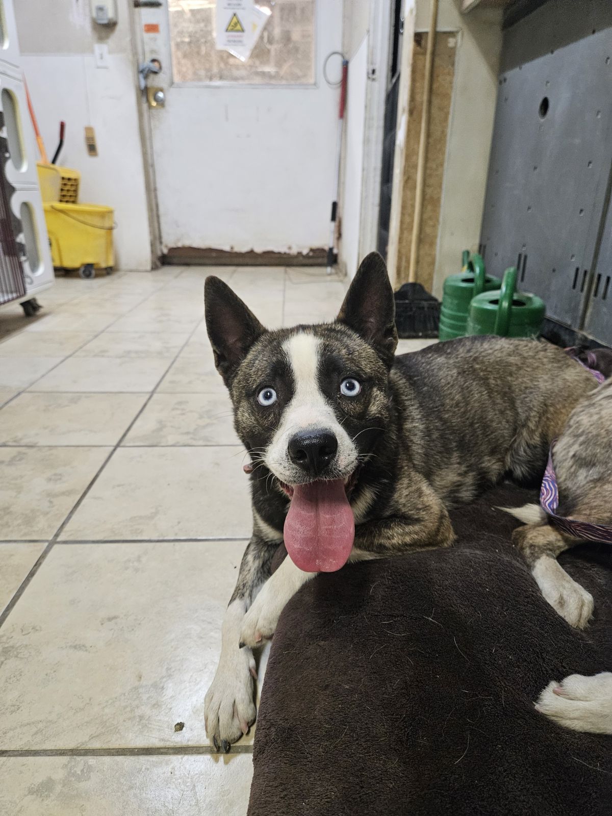 adoptable Dog in El Centro, CA named Sherlock