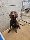 adoptable Dog in El Centro, CA named Figgy