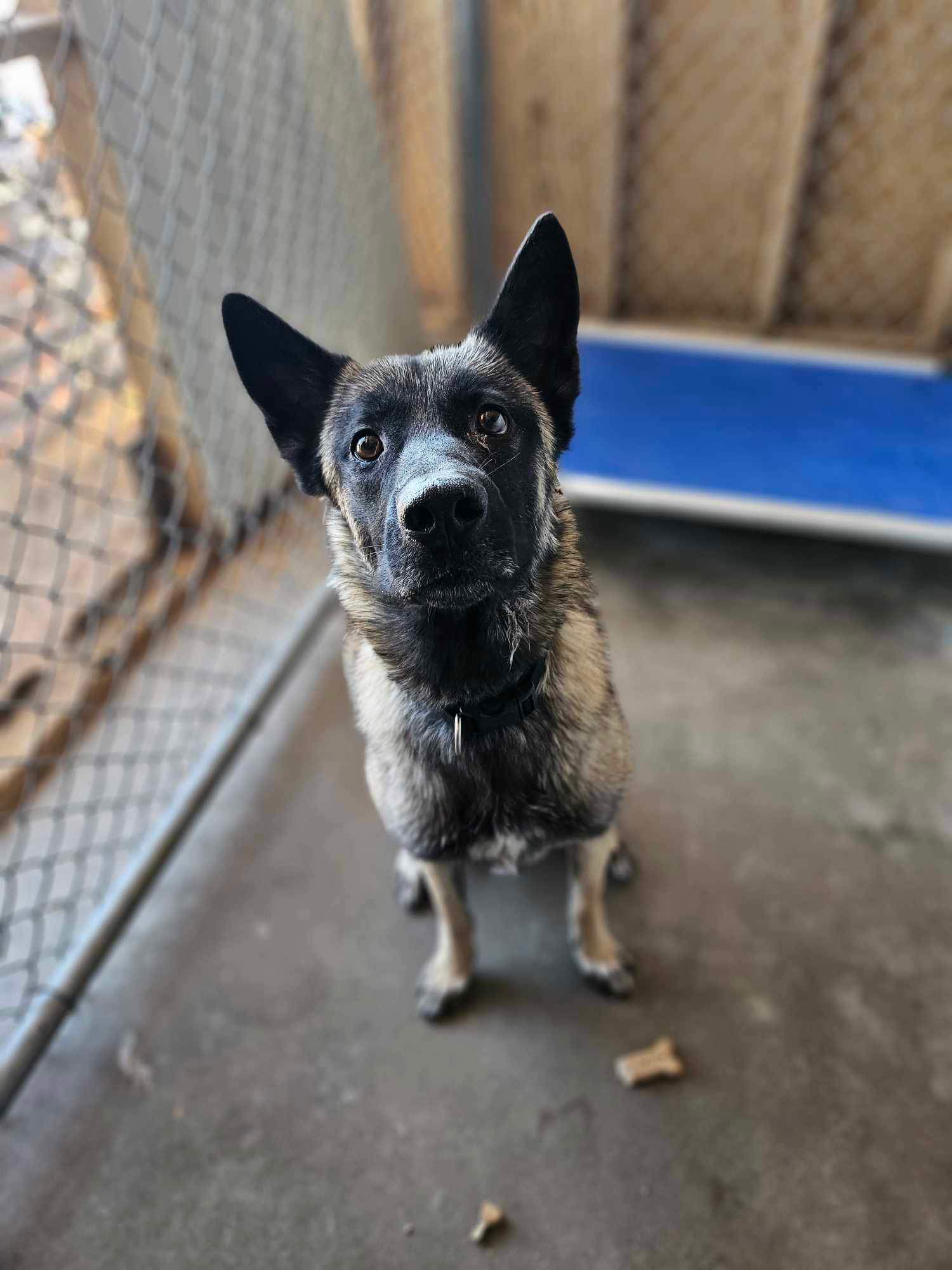 adoptable Dog in El Centro, CA named Manny