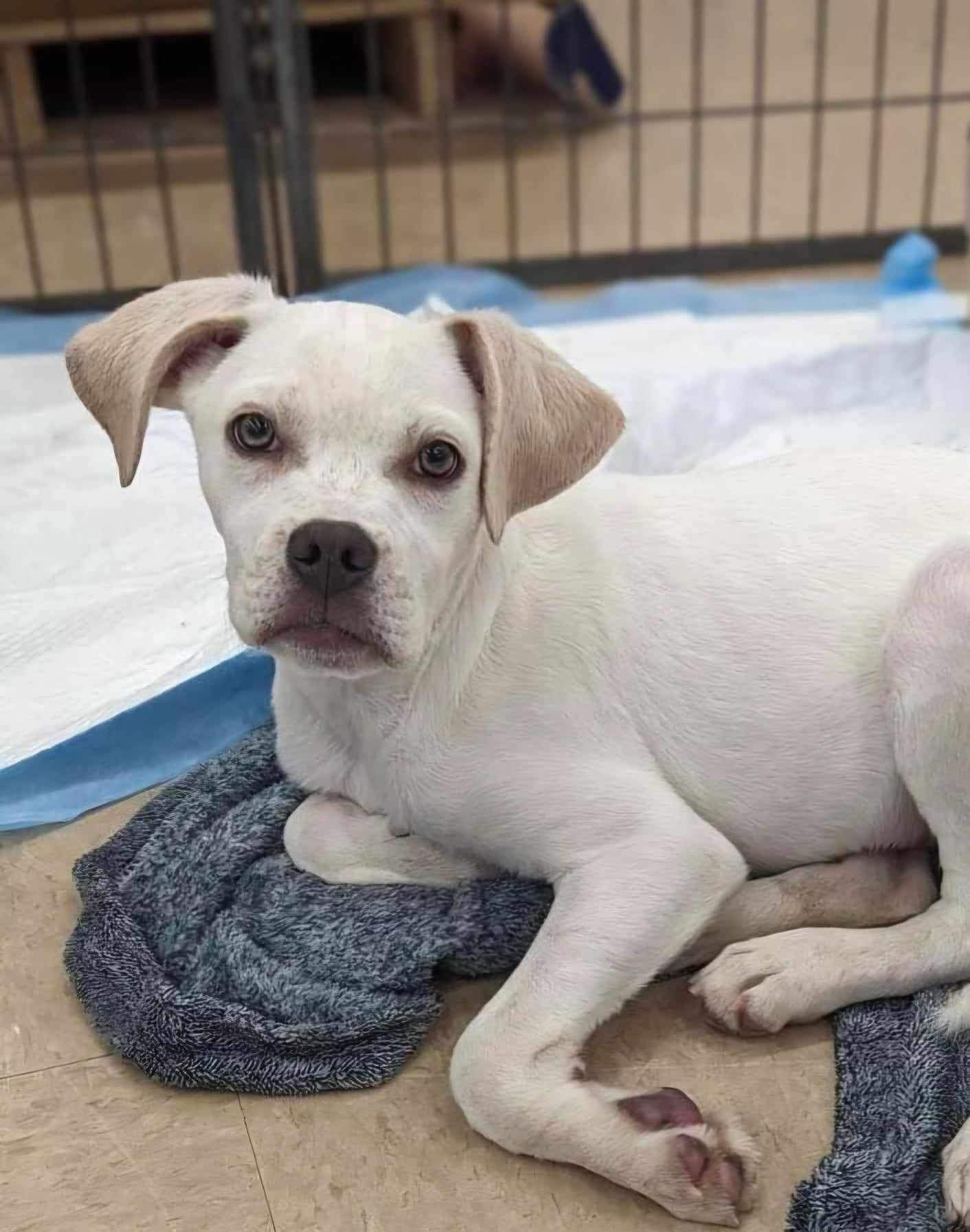 adoptable Dog in El Centro, CA named Thumper