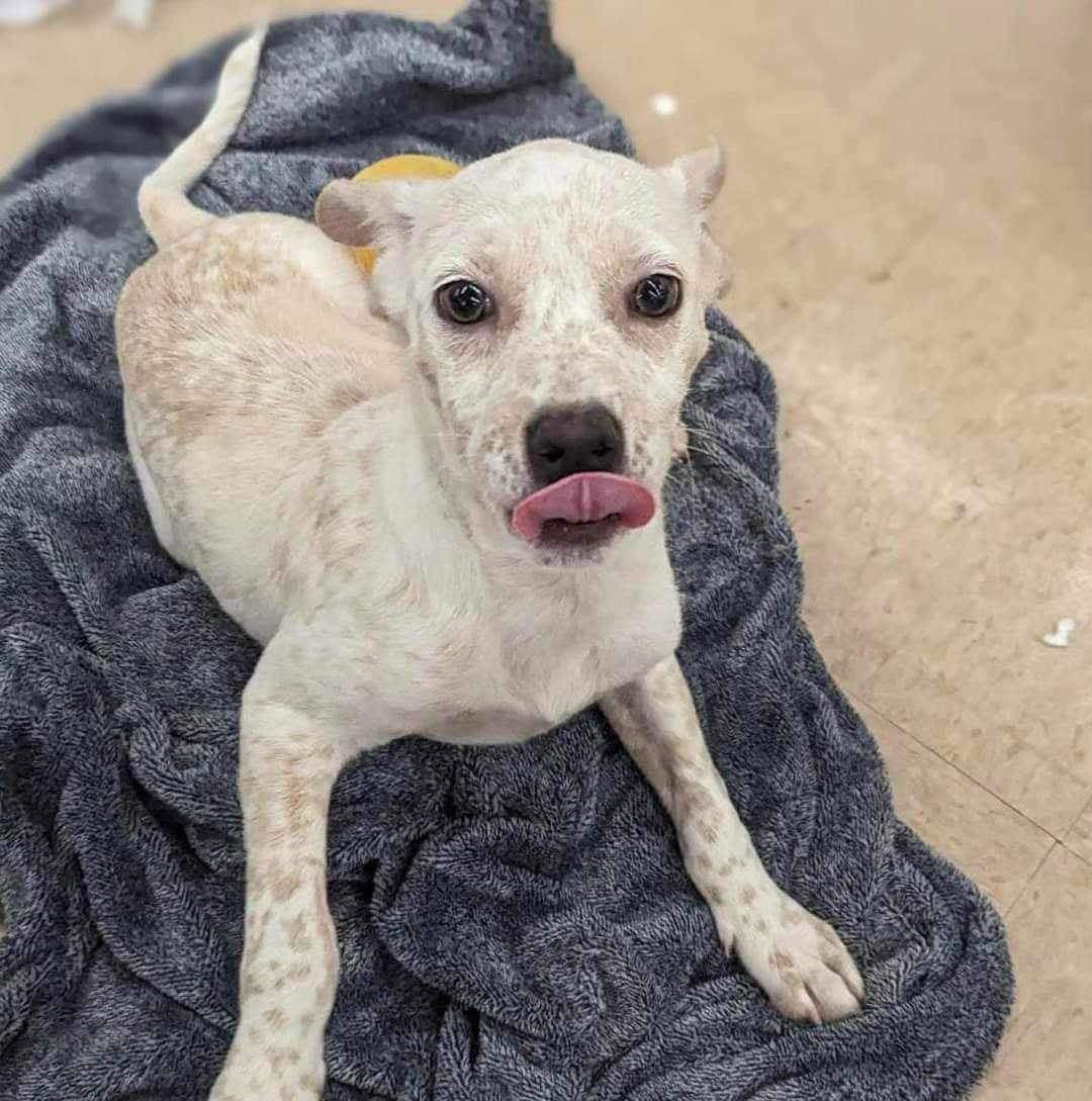 adoptable Dog in El Centro, CA named Flower