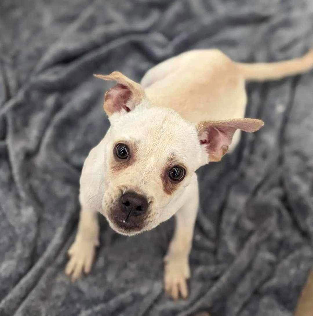 adoptable Dog in El Centro, CA named Bambi