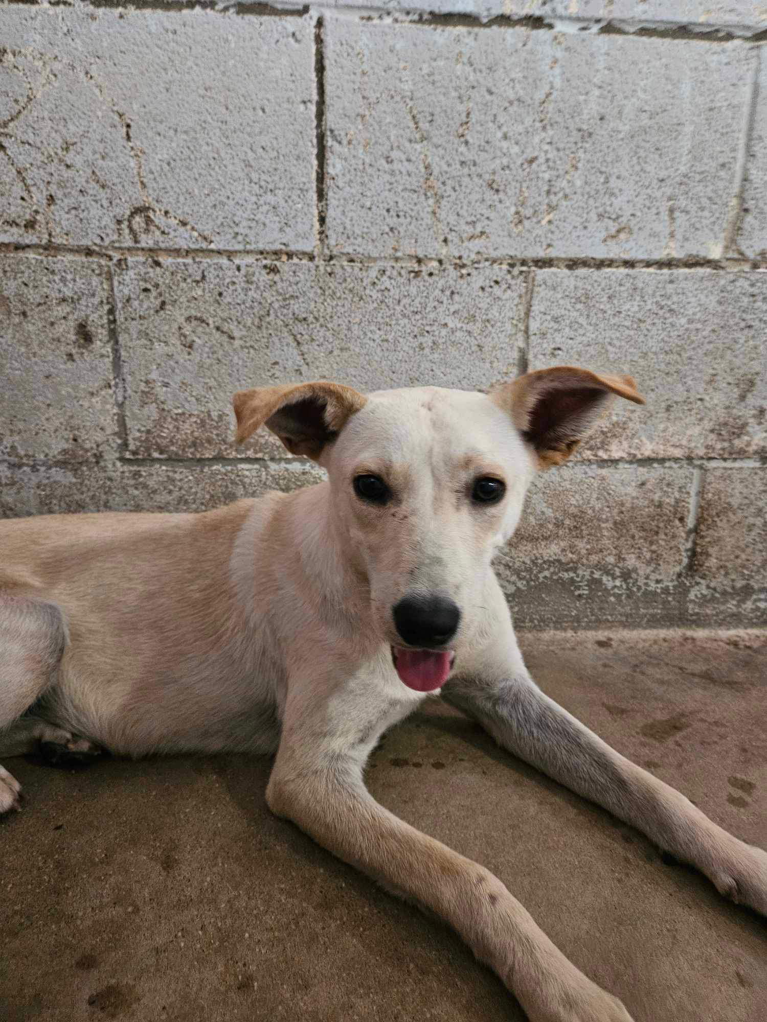 adoptable Dog in El Centro, CA named Crab