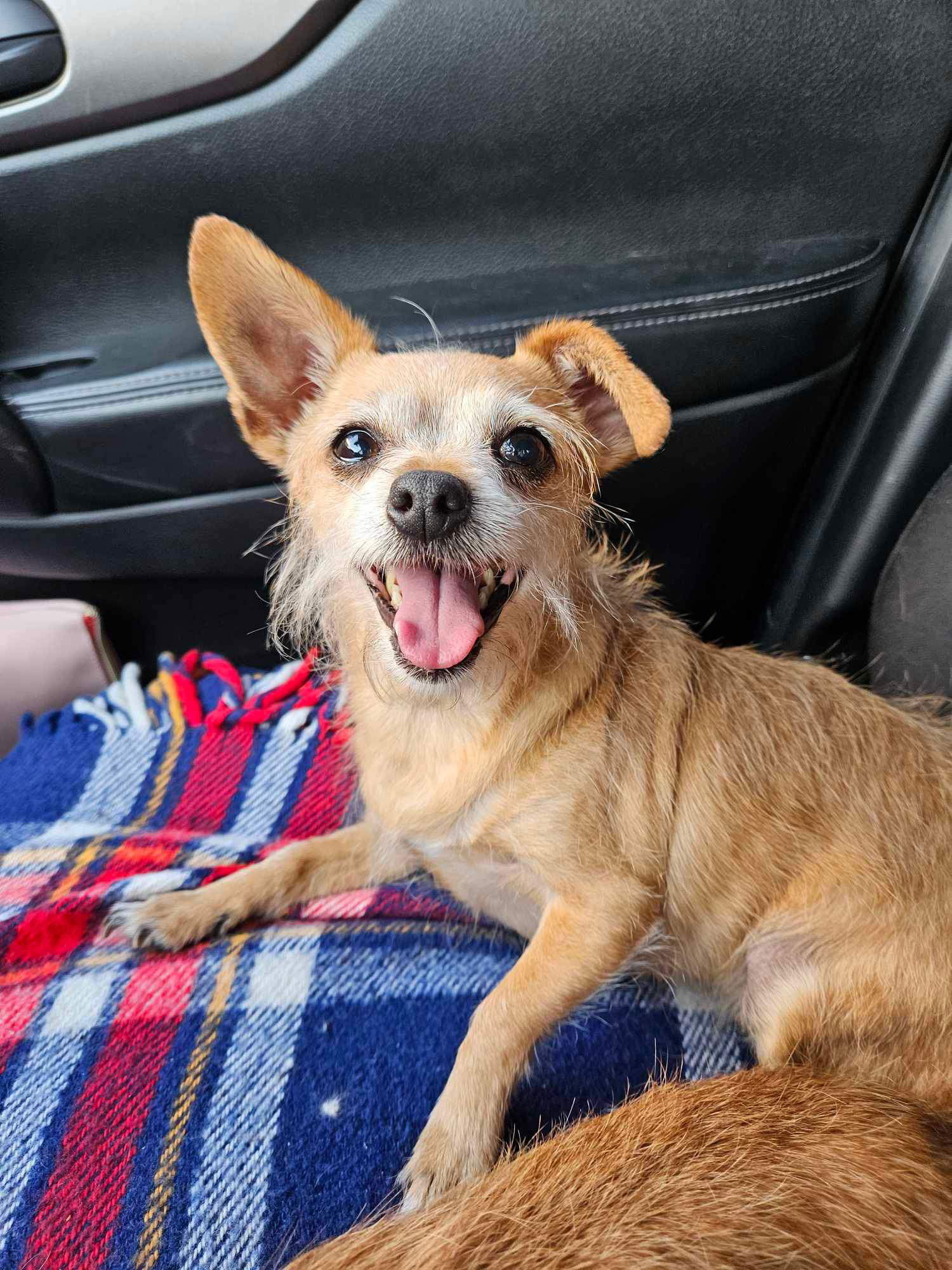 adoptable Dog in El Centro, CA named Trudy