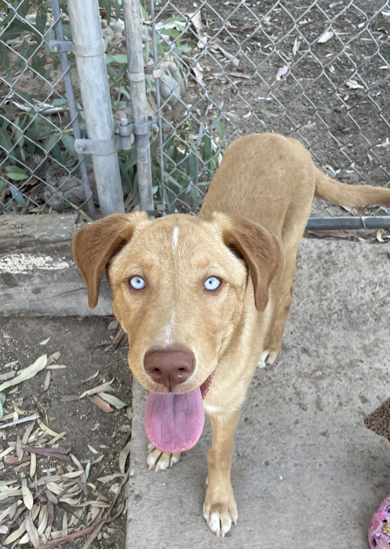 adoptable Dog in El Centro, CA named Nelly