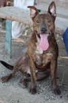 Samson - Photo 1