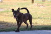 Samson - Photo 2