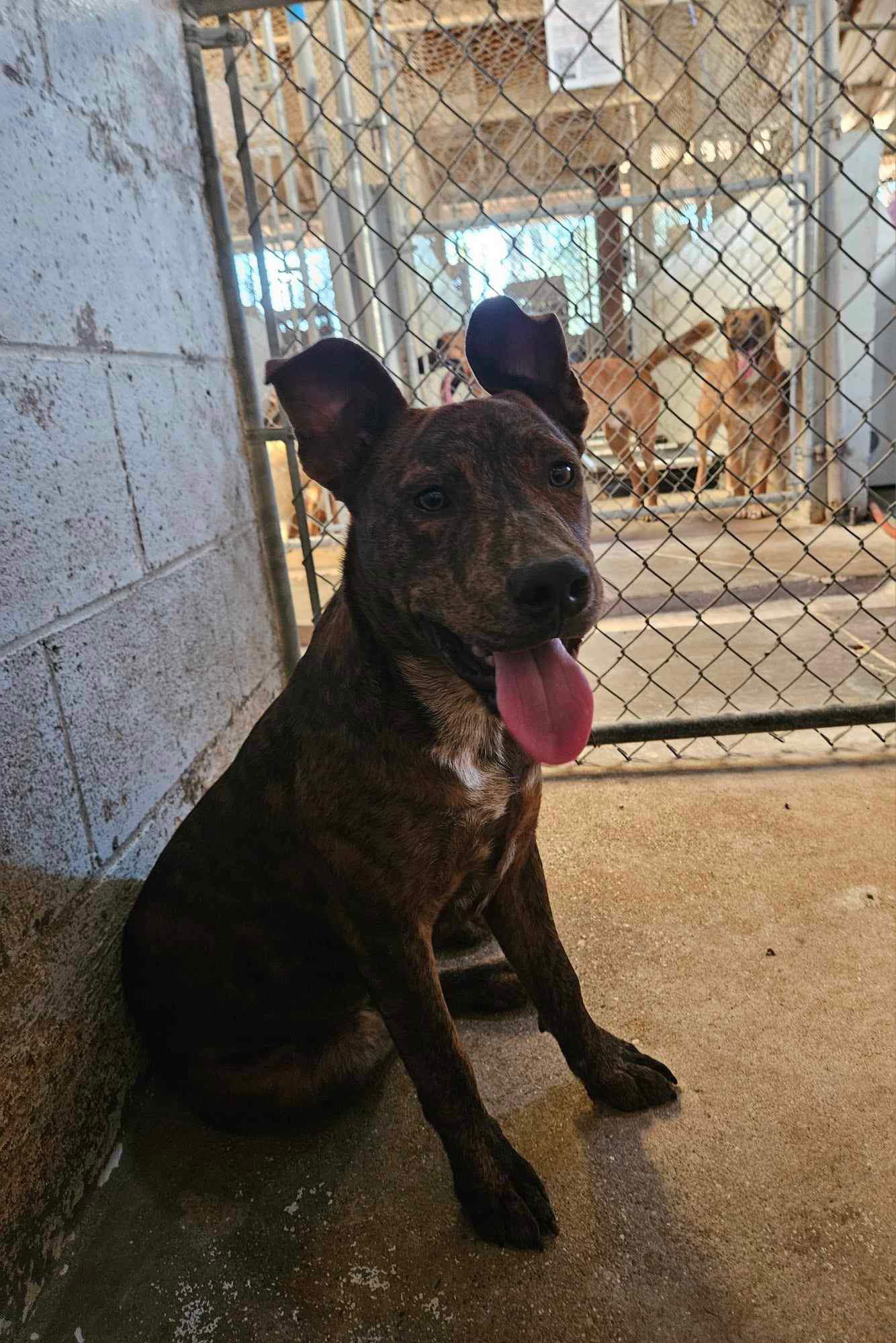 adoptable Dog in El Centro, CA named Samson