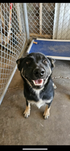 adoptable Dog in El Centro, CA named Fred