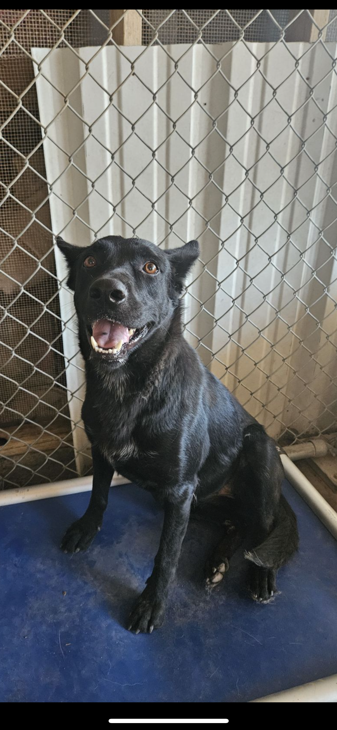 adoptable Dog in El Centro, CA named Ginger