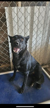 adoptable Dog in El Centro, CA named Ginger