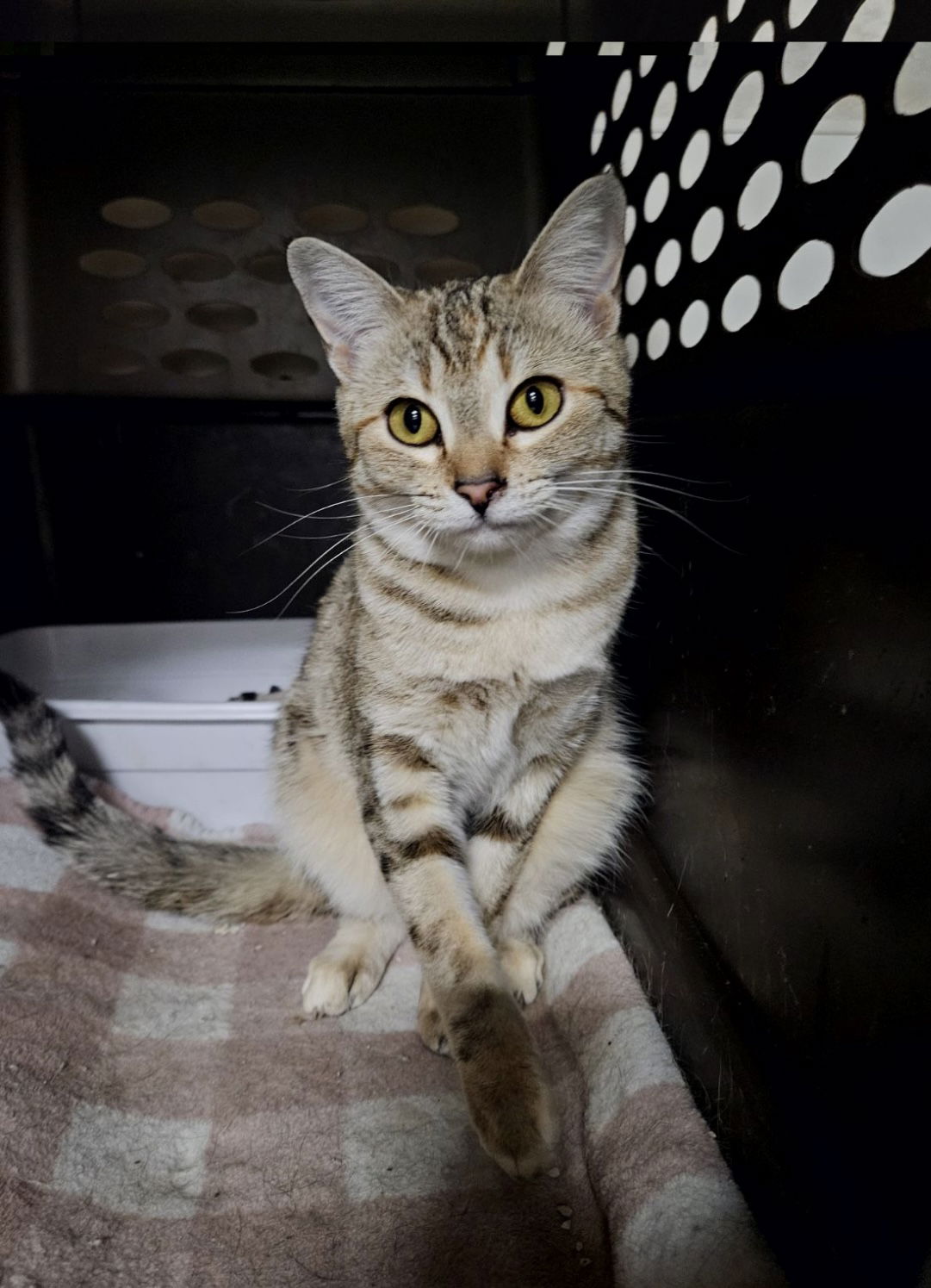 adoptable Cat in El Centro, CA named Banshee