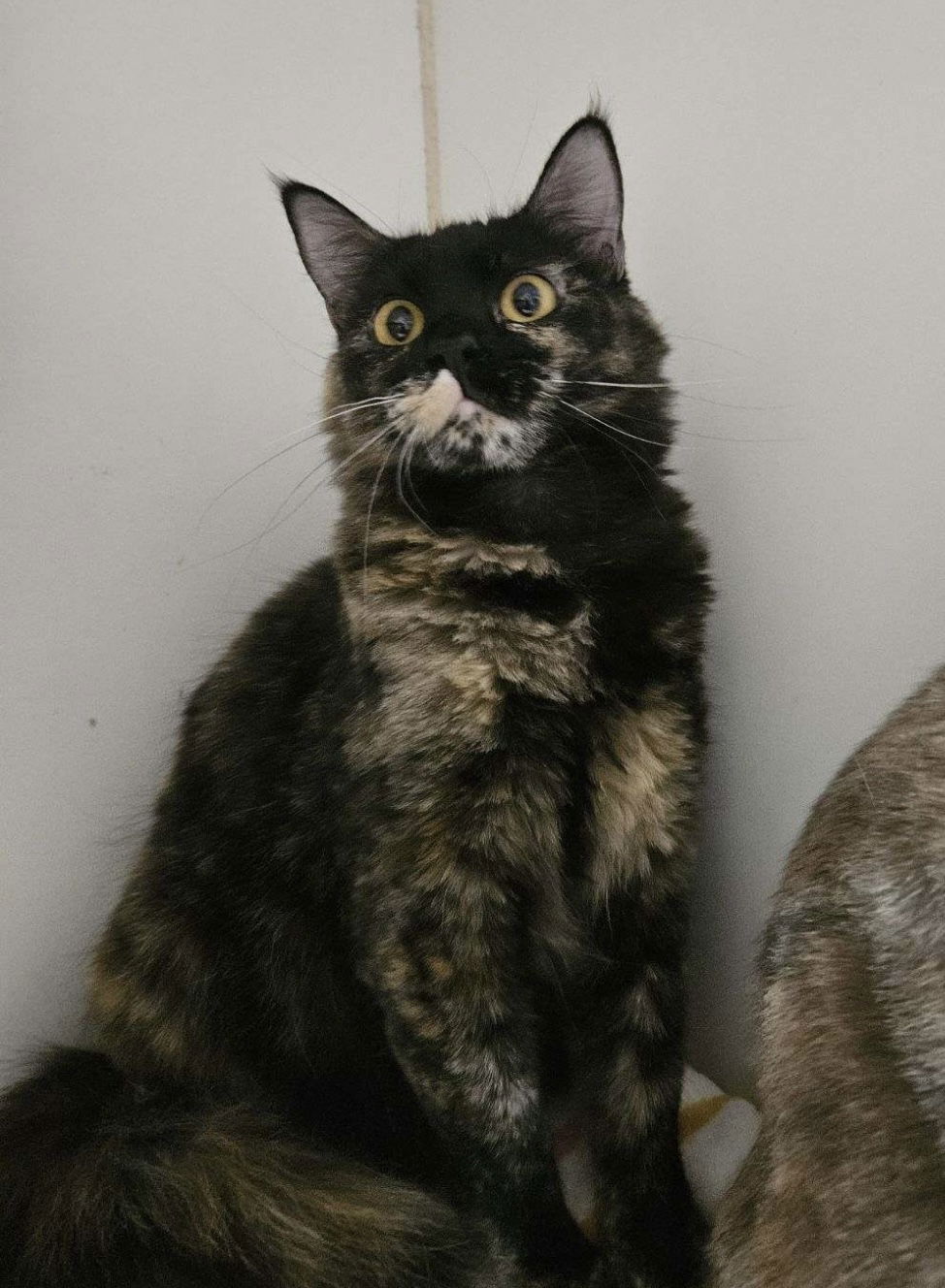 adoptable Cat in El Centro, CA named Mona