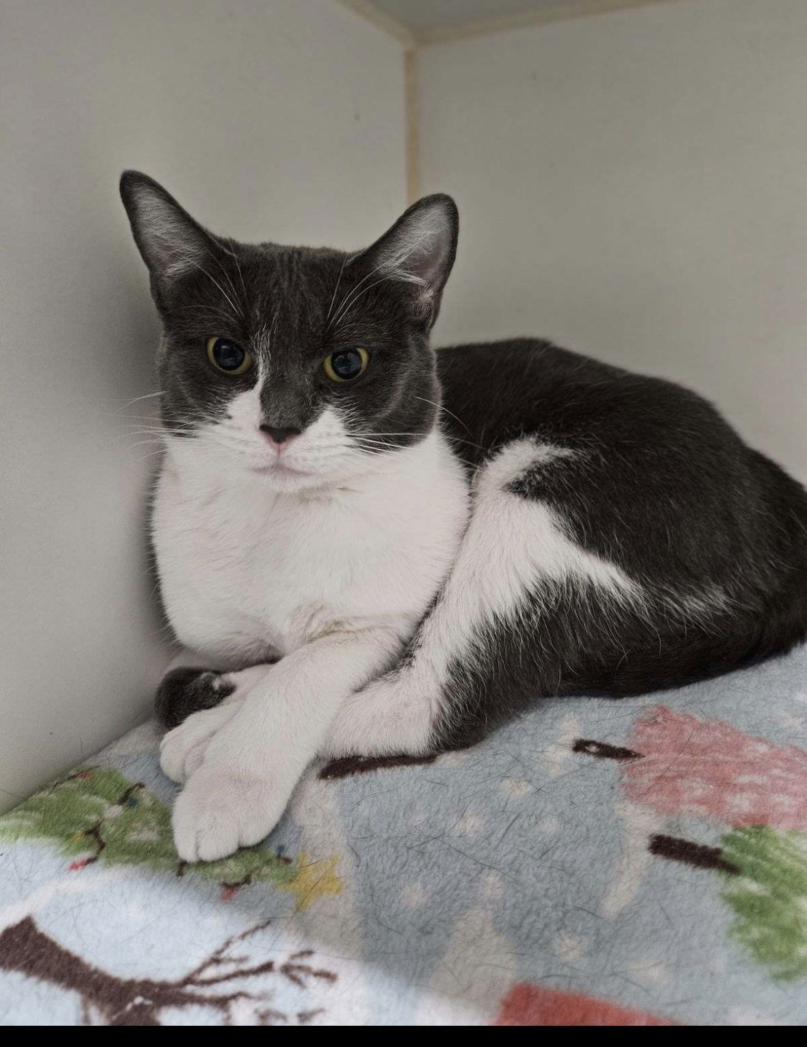 adoptable Cat in El Centro, CA named Frenchie