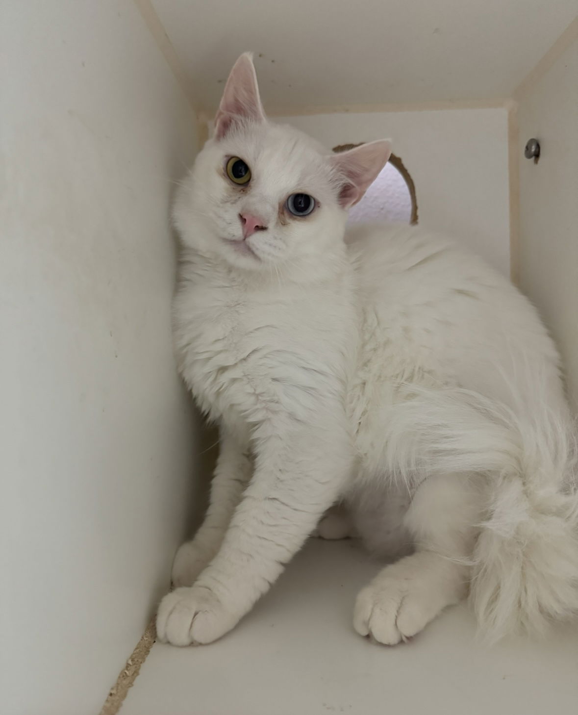 adoptable Cat in El Centro, CA named Julius