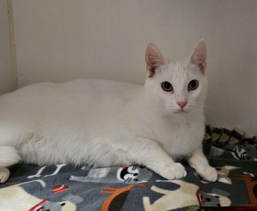 adoptable Cat in El Centro, CA named Scarlett