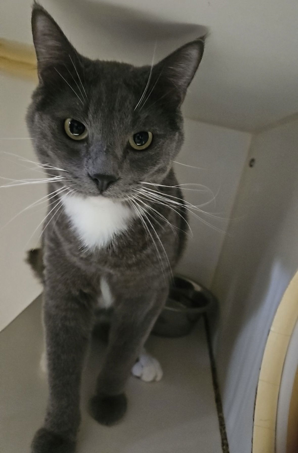 adoptable Cat in El Centro, CA named Masubi