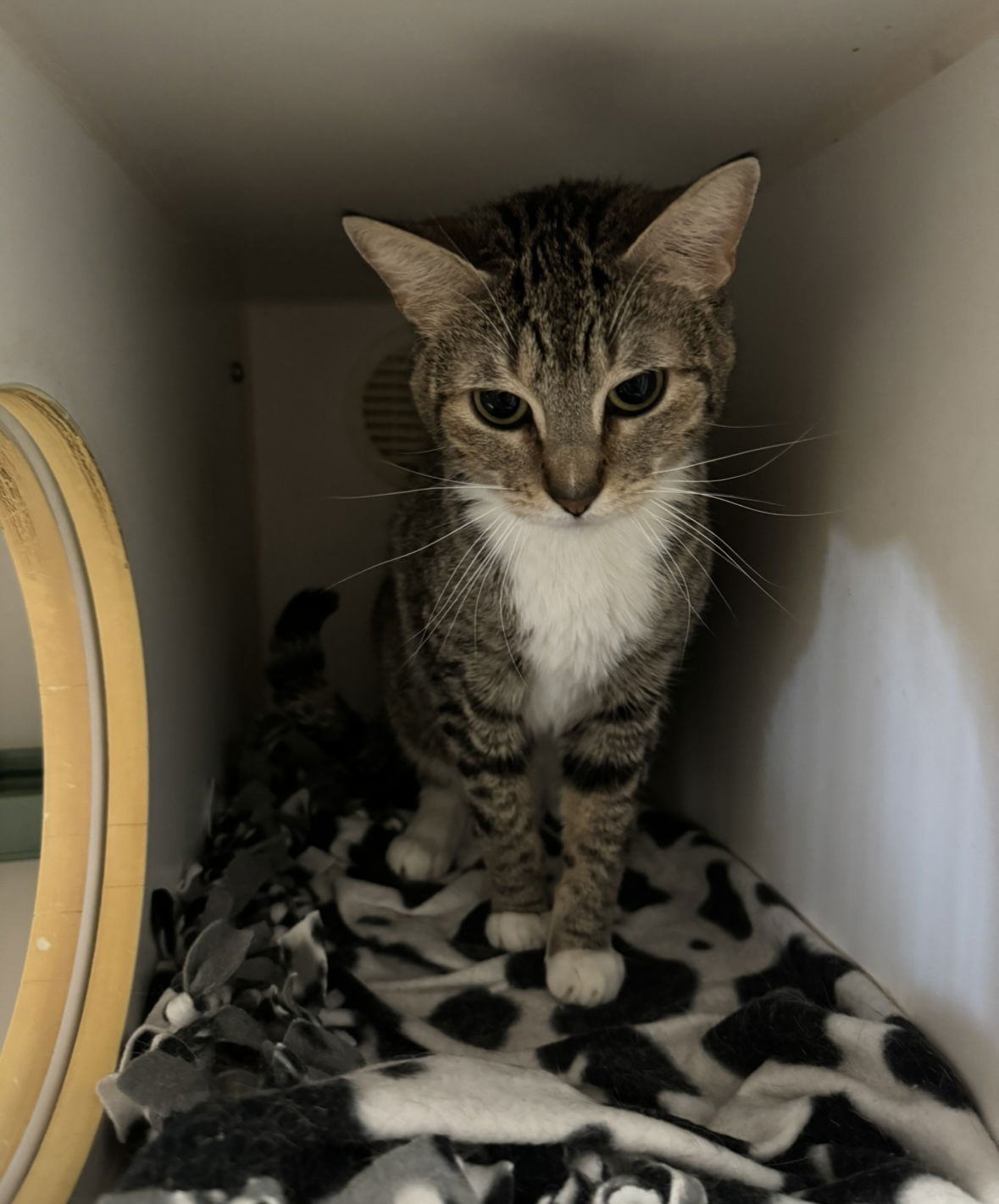 adoptable Cat in El Centro, CA named Betty