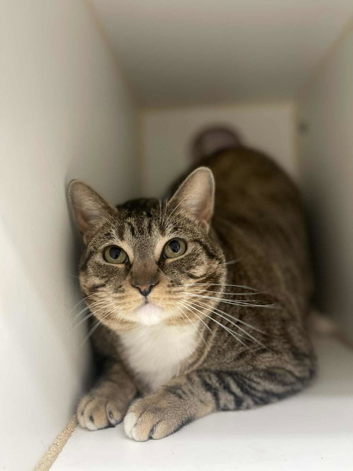picture of the cat needing adoption