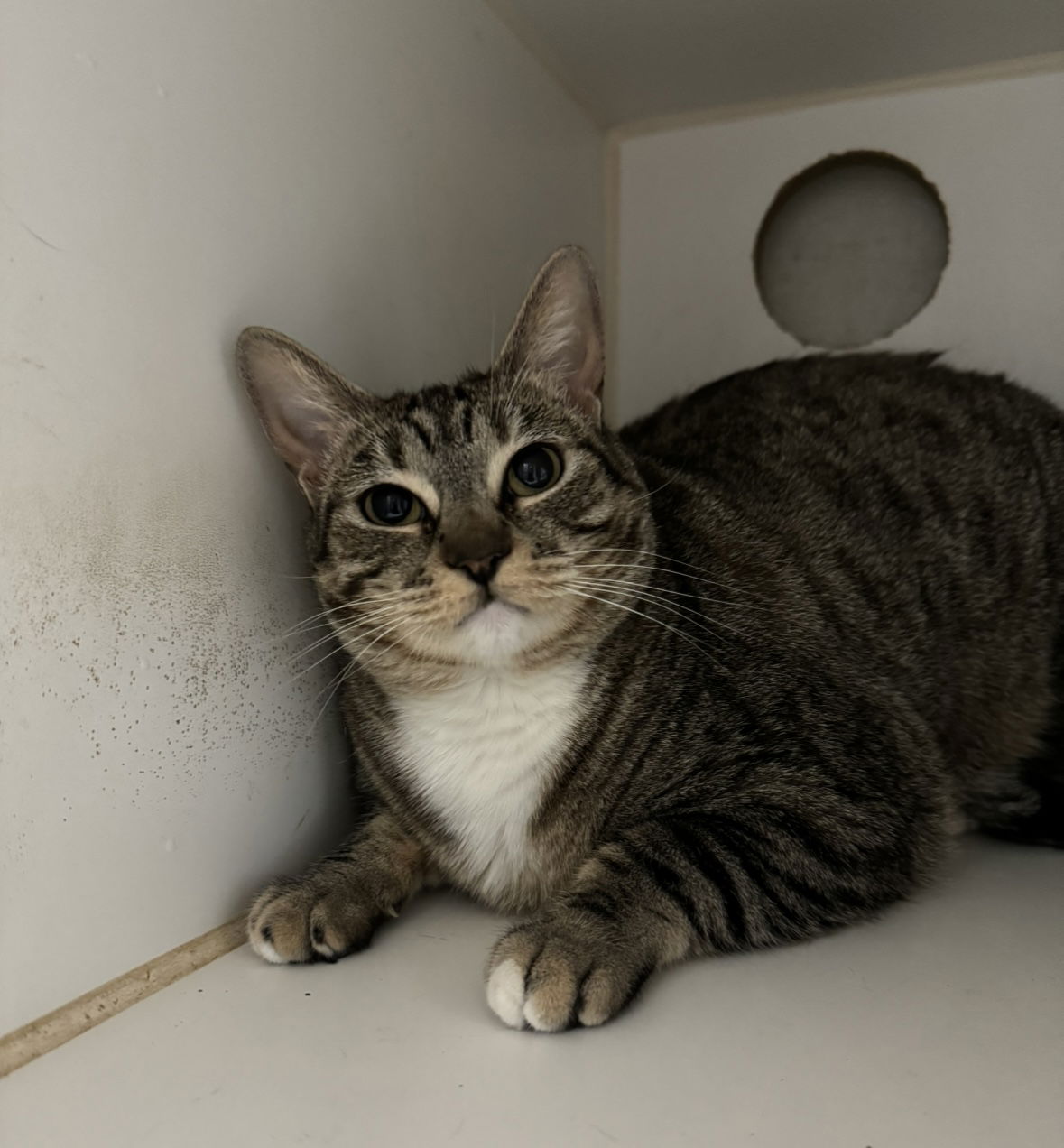 adoptable Cat in El Centro, CA named Jolene