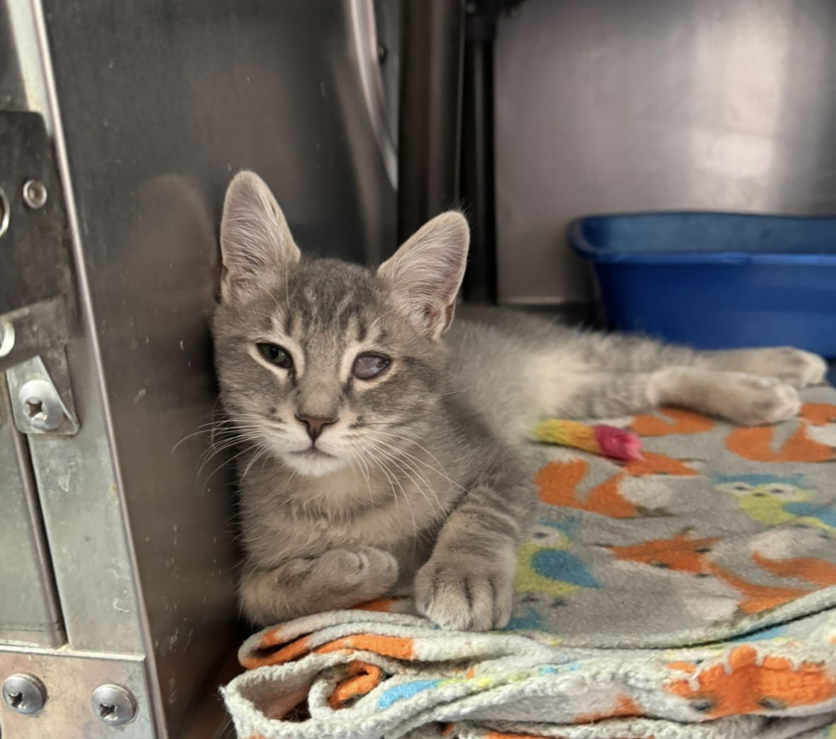 adoptable Cat in El Centro, CA named Baby Jerry