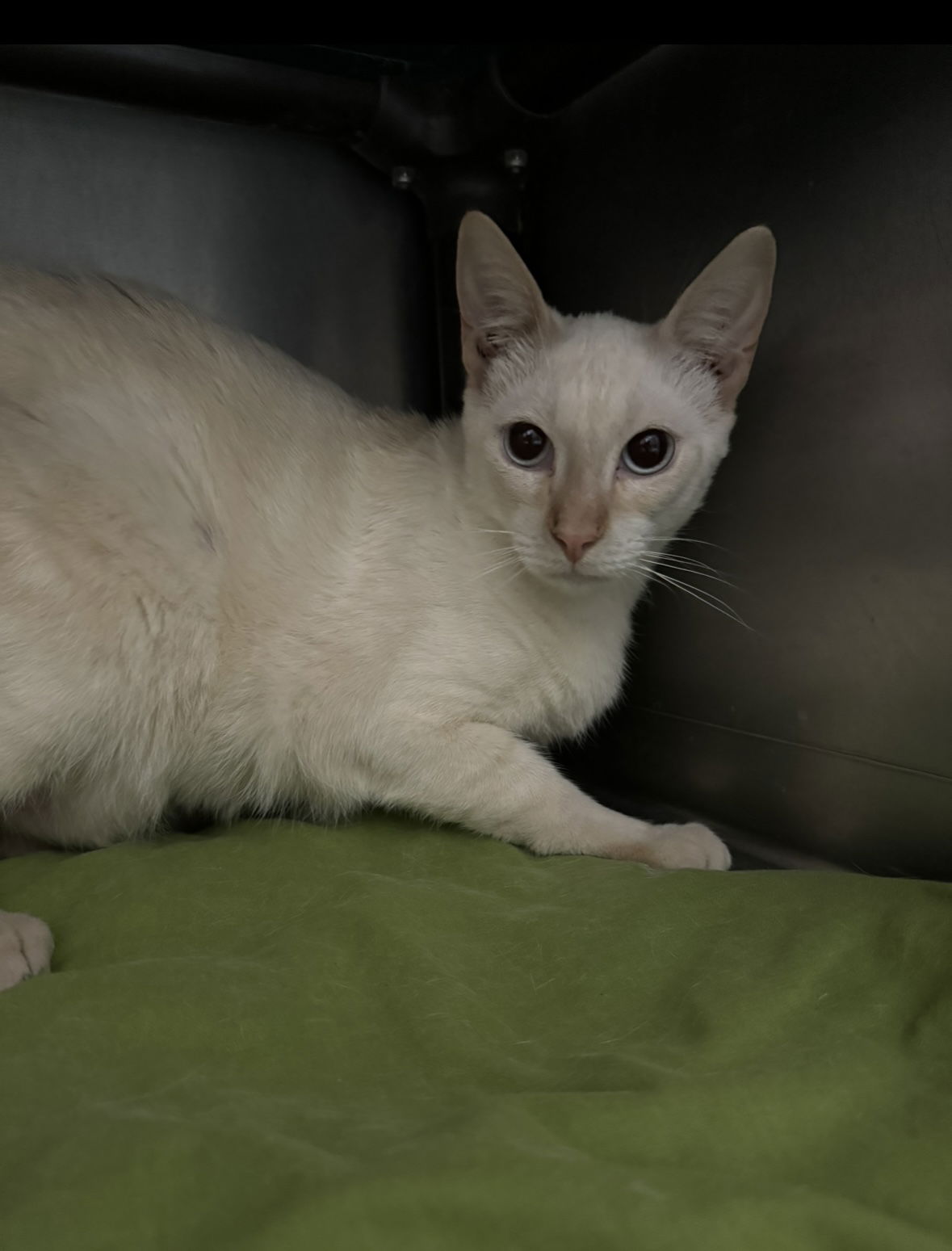 adoptable Cat in El Centro, CA named Barrel