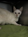 adoptable Cat in El Centro, CA named Barrel