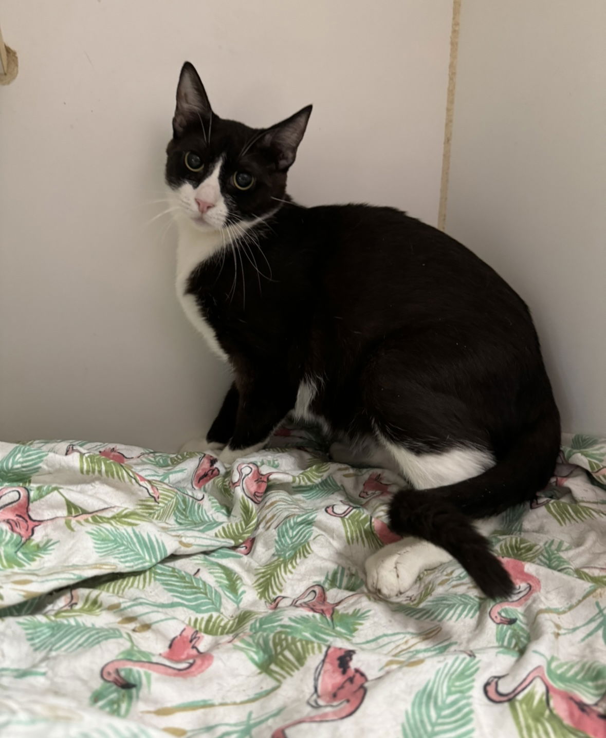 adoptable Cat in El Centro, CA named Shock