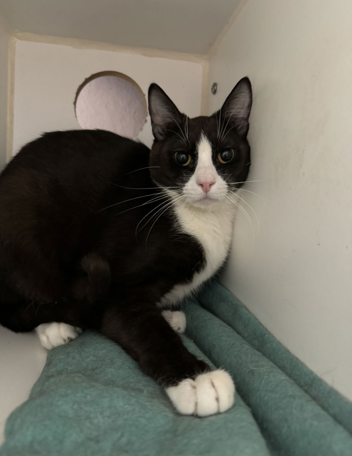 adoptable Cat in El Centro, CA named Lock