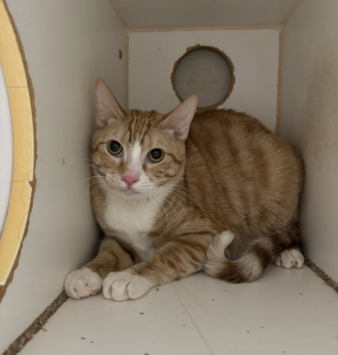 adoptable Cat in El Centro, CA named Torence