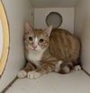 adoptable Cat in El Centro, CA named Torence