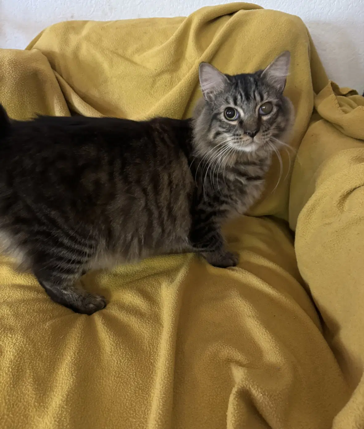 Lizard - Domestic Short Hair