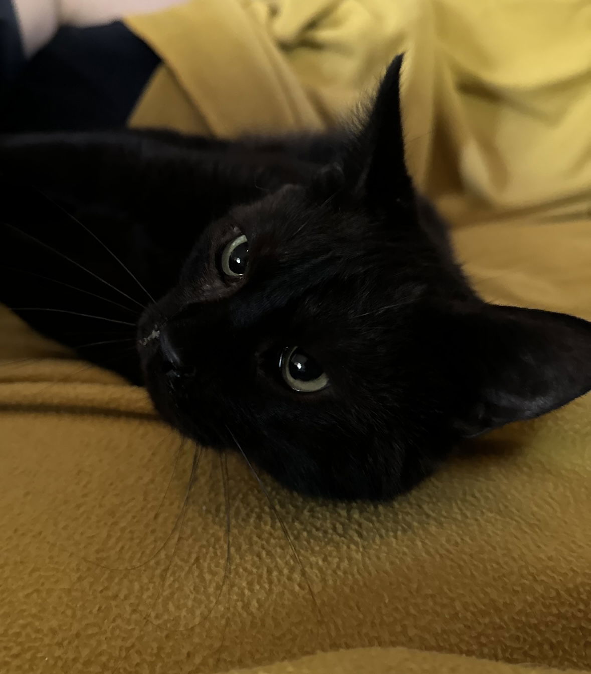 adoptable Cat in El Centro, CA named Frog