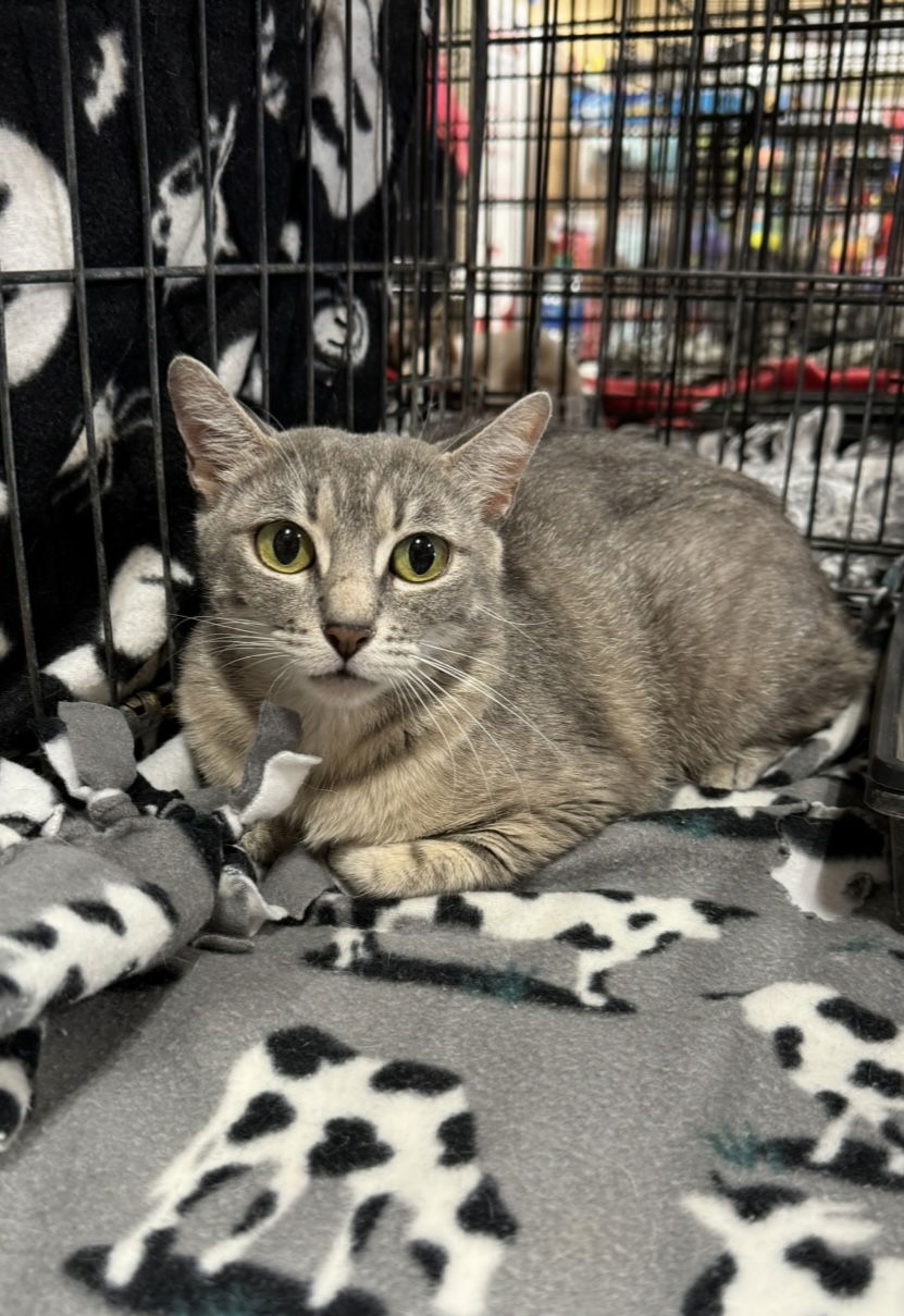 adoptable Cat in El Centro, CA named Angela