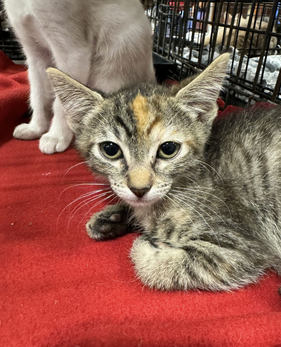 adoptable Cat in El Centro, CA named Autumn