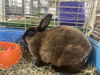 adoptable Rabbit in  named Clarice