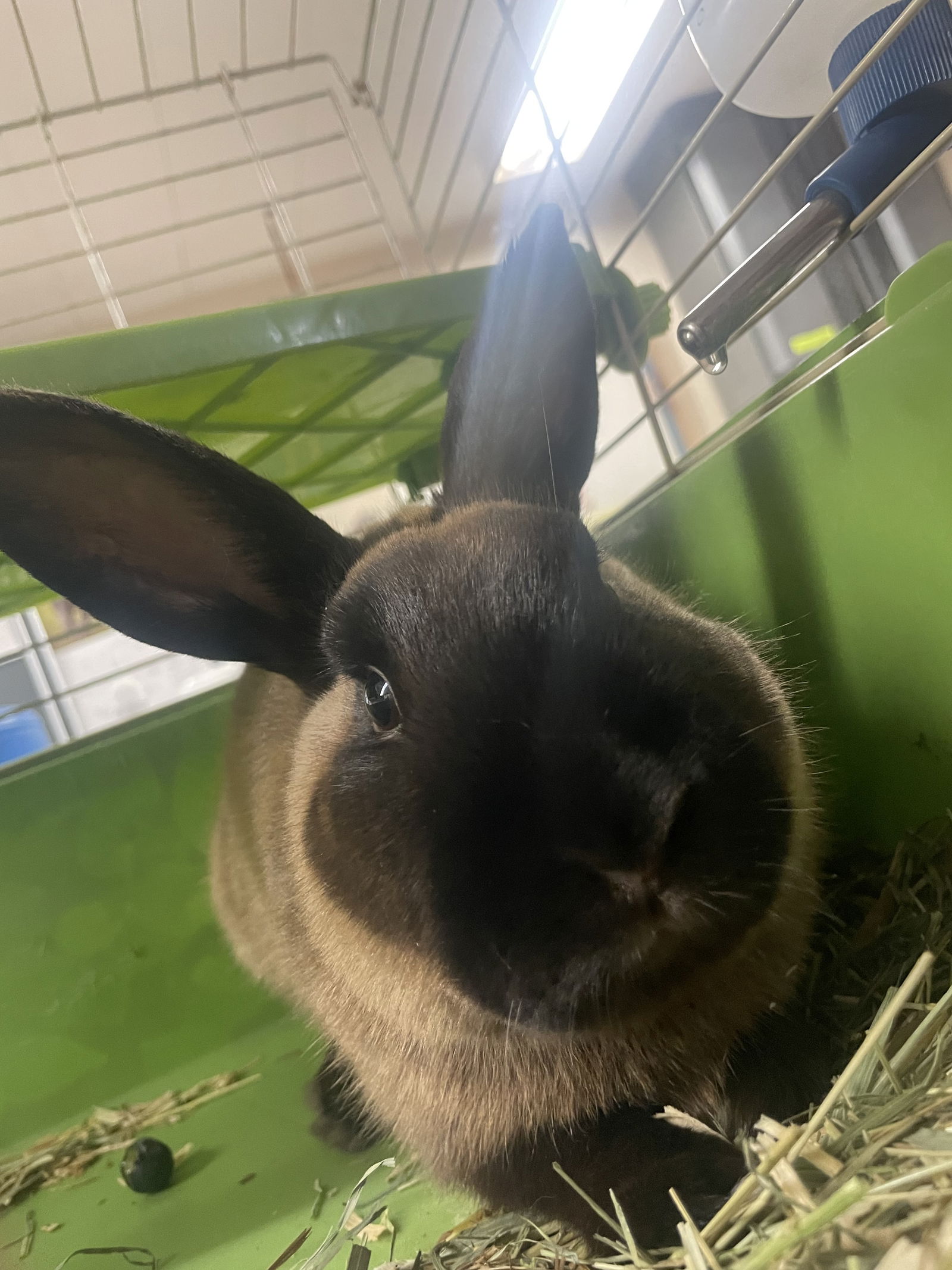 adoptable Rabbit in El Centro, CA named Lector